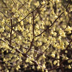 Corylopsis pauciflora